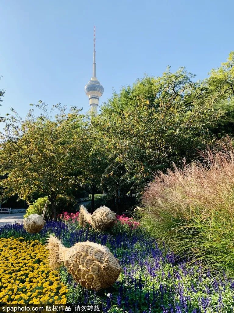 别错过京城这些公园已有别样风景,北京看花海最好的地方