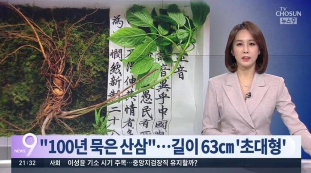 老人挖到近百斤亚洲人参葛根,参龄上千年的人参