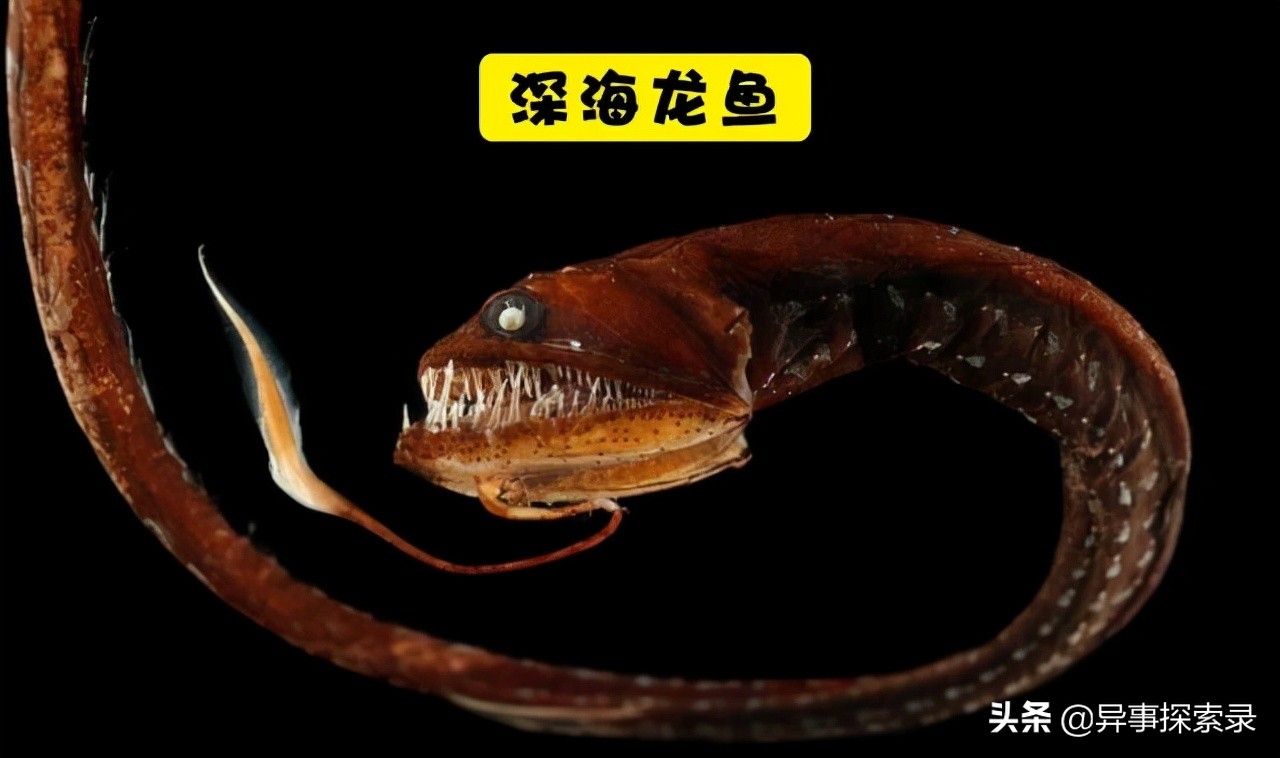 史前深海十大恐怖生物,深海底下的恐怖生物