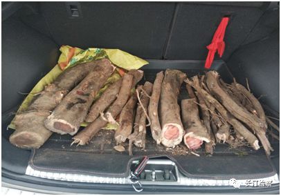 盗挖一棵被鉴定的古树判刑五年,盗挖的树桩被立案