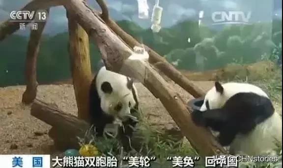 熊猫贝贝美国饲养员,海归大熊猫贝贝中国饲养员
