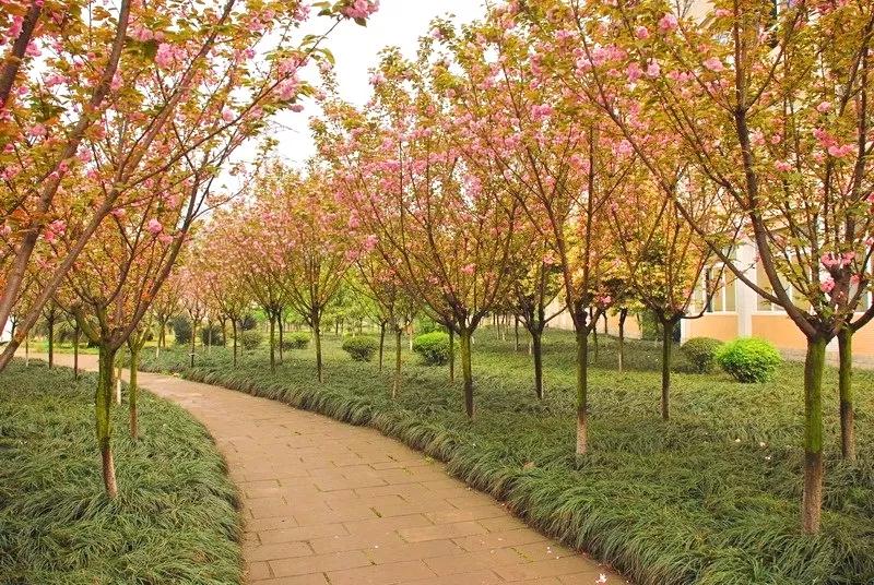 四川省共有45所高职院校,四川高职院校排名单招