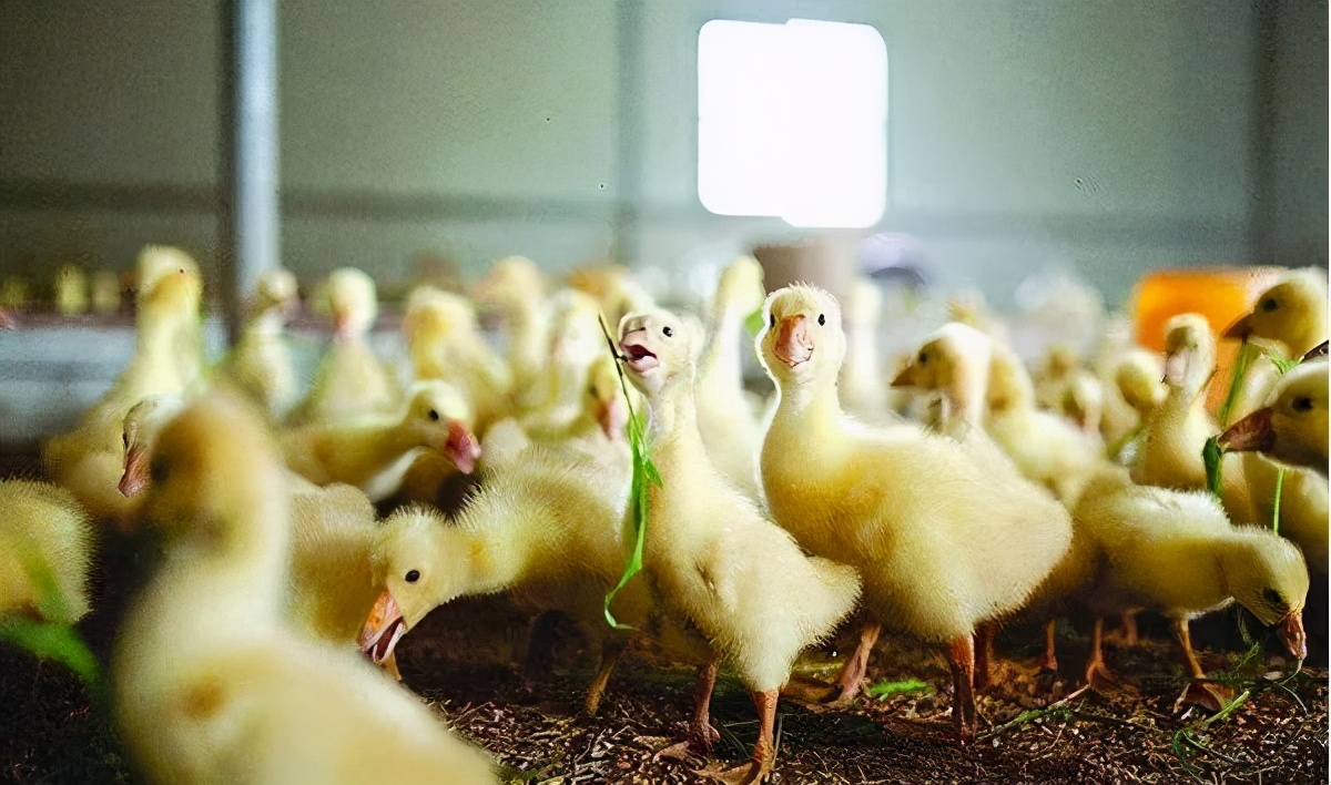 小鹅怎么喂养吃什么草,小鹅吃什么食物才能养活