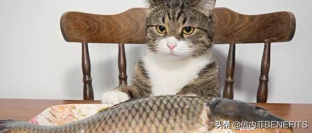 宠物口腔疾病症状及治疗方法,宠物口腔护理的重要性