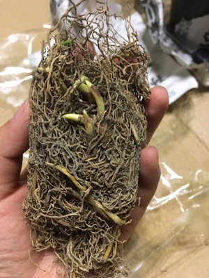 买什么样的铃兰能开花,铃兰花盆栽适合什么时候种