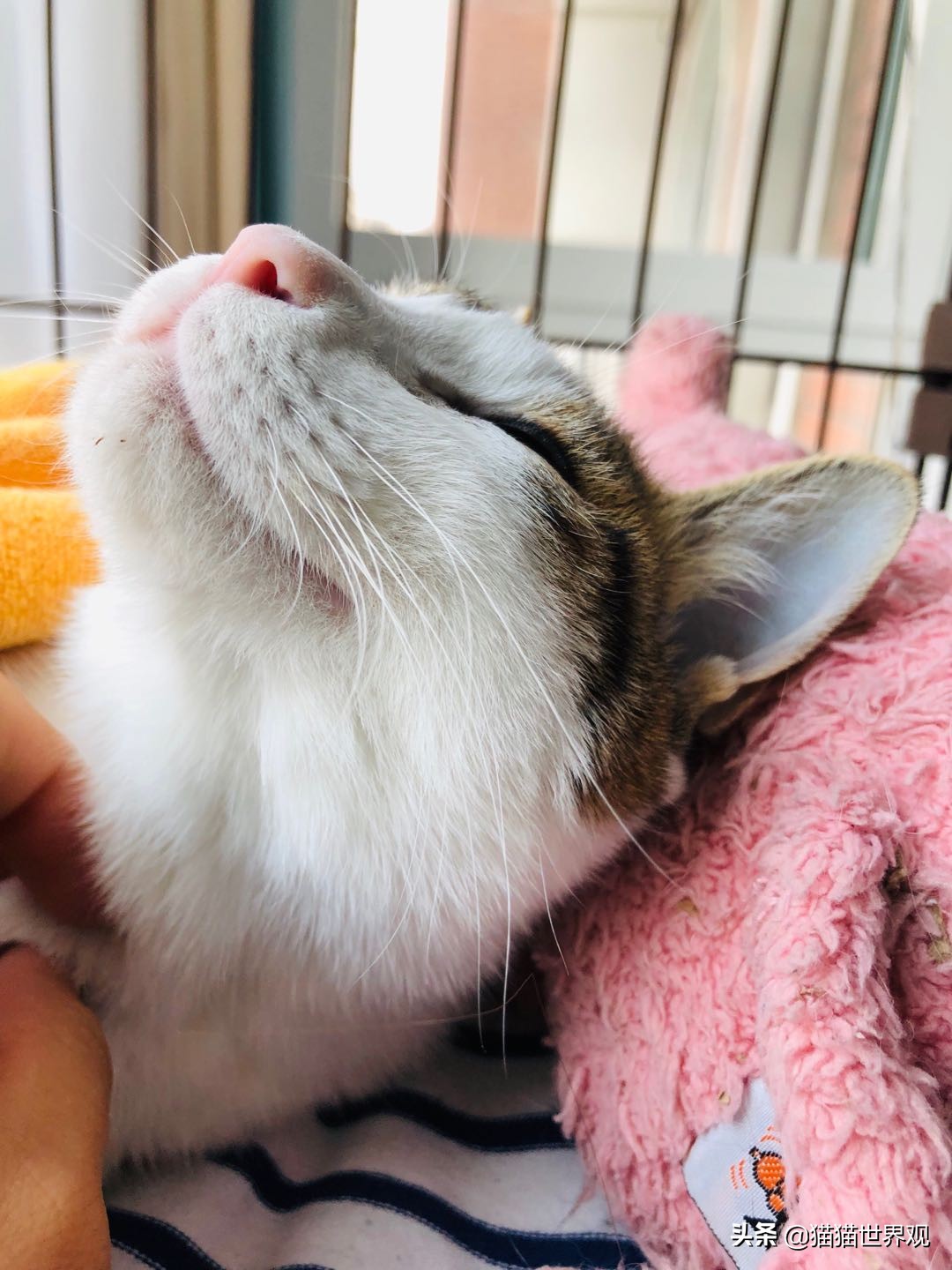 猫咪绝育手术后该如何护理才正确,猫咪绝育手术全过程母猫