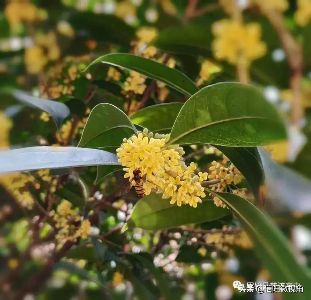 固始县慈济高中操场多大图,固始县慈济高中附近有啥好玩的