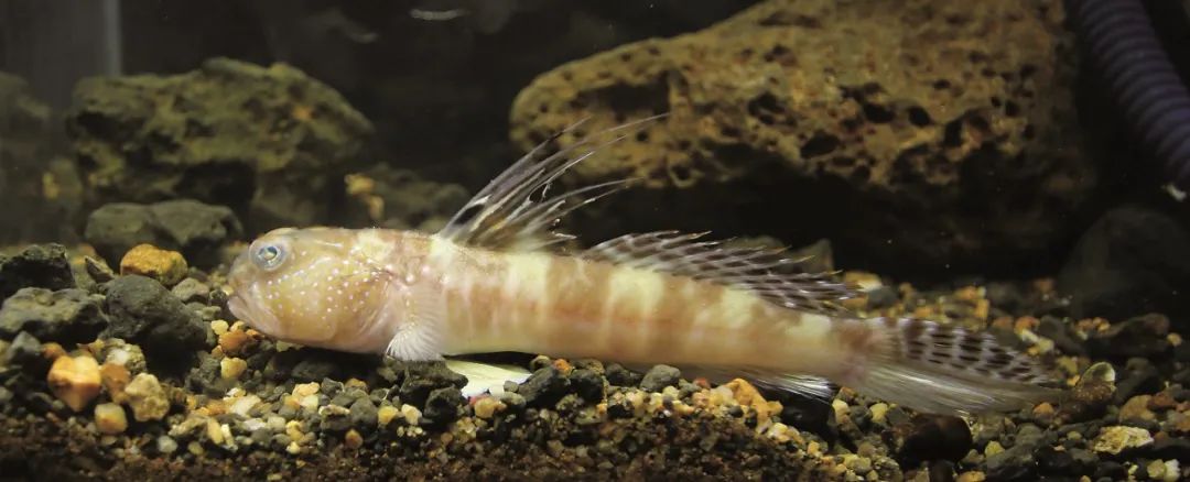 盘点那些大到离谱的淡水鱼,各种淡水鱼你认识吗