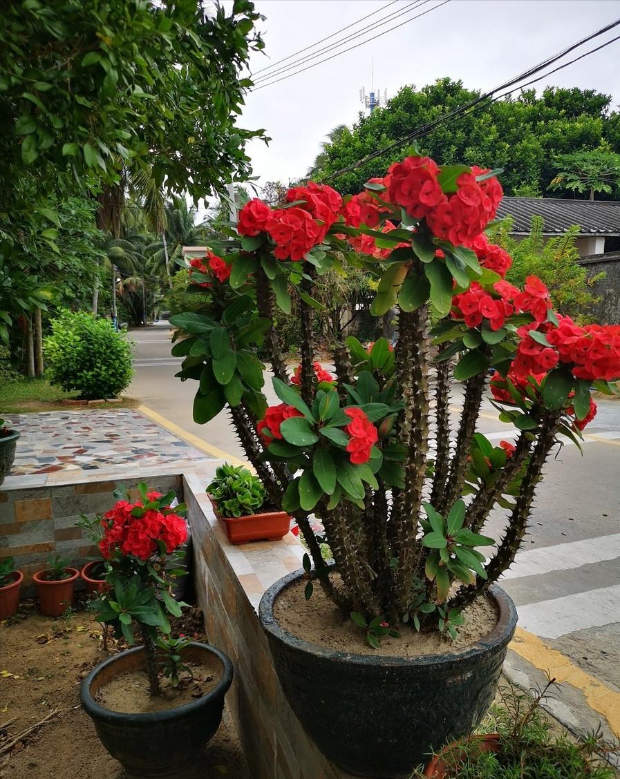 花期300天又很香好养的花适合北方,推荐几款耐寒一年四季开花的花