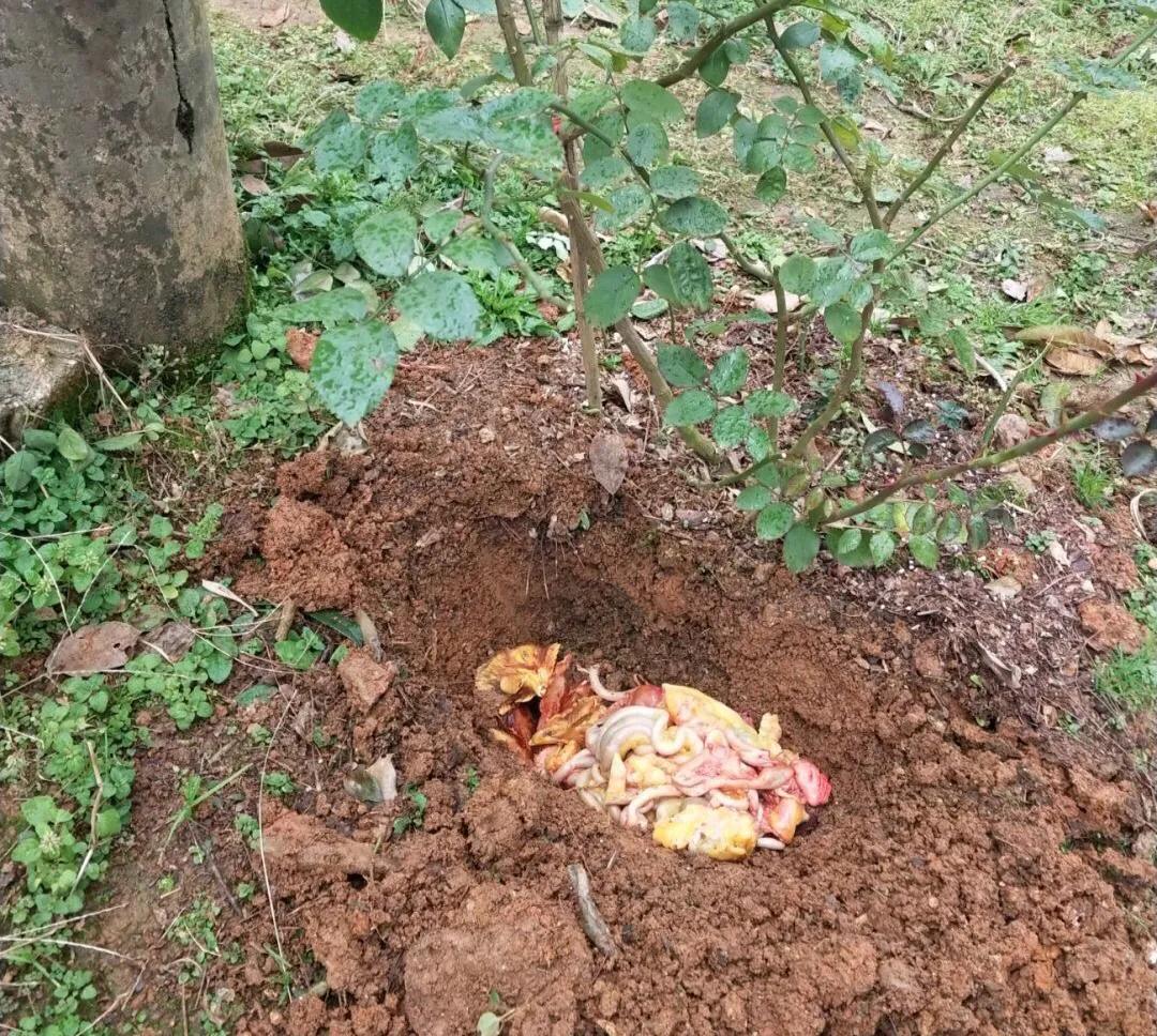 植物养出爆皮效果,月季埋鱼肠爆花了