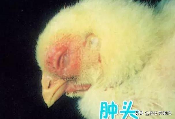 鸡群呼吸道特效药配方,防止鸡群病最佳方法