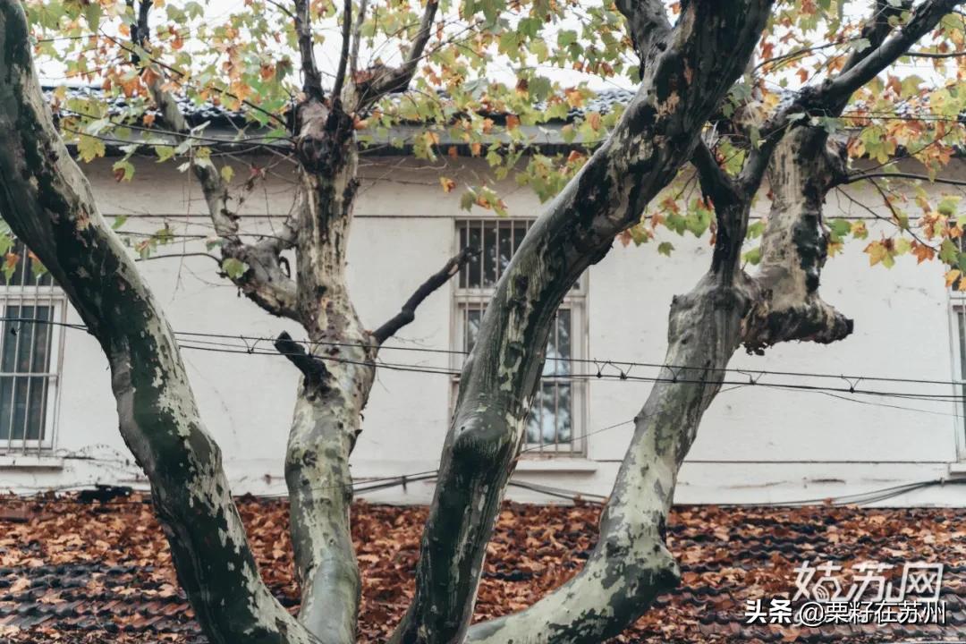 苏州有一条南京路,苏州古城区步行路线