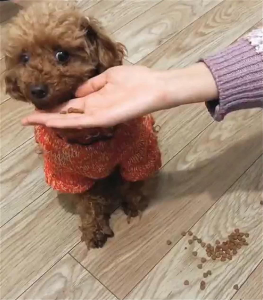 泰迪挑食严重不吃狗粮咋办,泰迪挑食不吃狗粮换粮怎么办