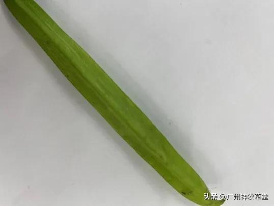 秋葵和曼陀罗长得像吗,如何辨别曼陀罗和龙葵