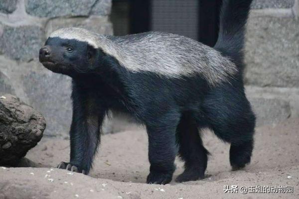 平头哥和蛇獴为什么不怕蛇毒,蛇獴vs平头哥吃蛇哪个厉害