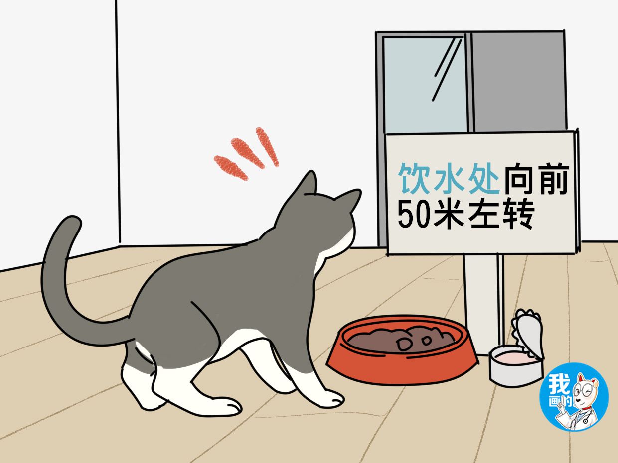 不爱饮用水，偏好一口马桶水，难道猫咪故意和主人作对？