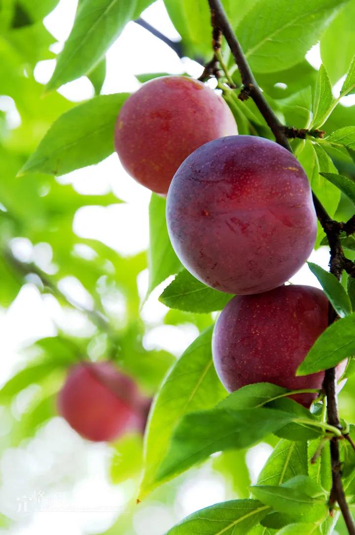 四季应季水果蔬菜,一年四季的时令蔬菜水果