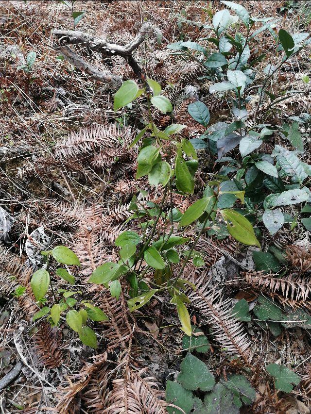 四明山哪里有山黄精,上方山三宝之一黄精