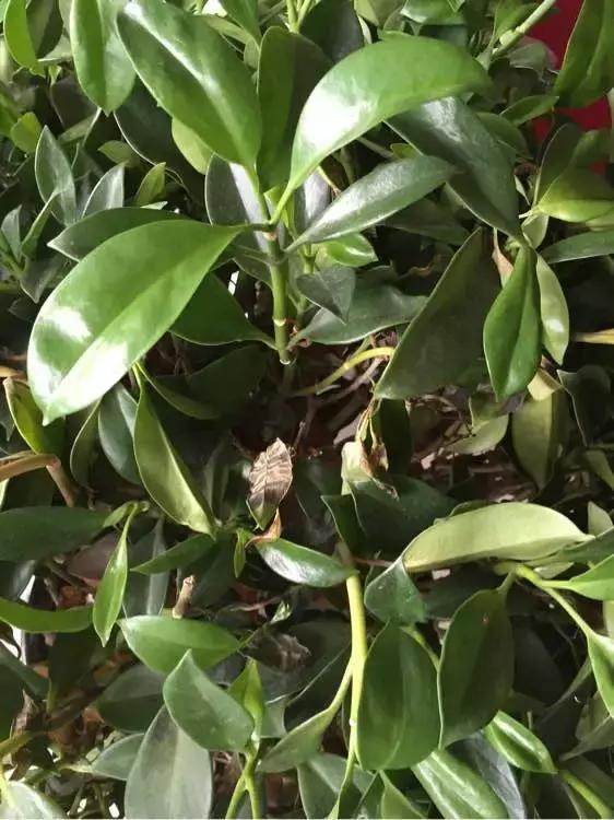 花儿黄叶烂叶怎么办,花儿叶子发黄用什么药