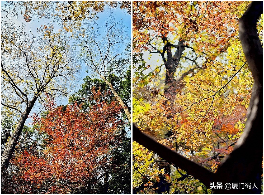 南京四大赏枫地 (南京赏枫胜地)