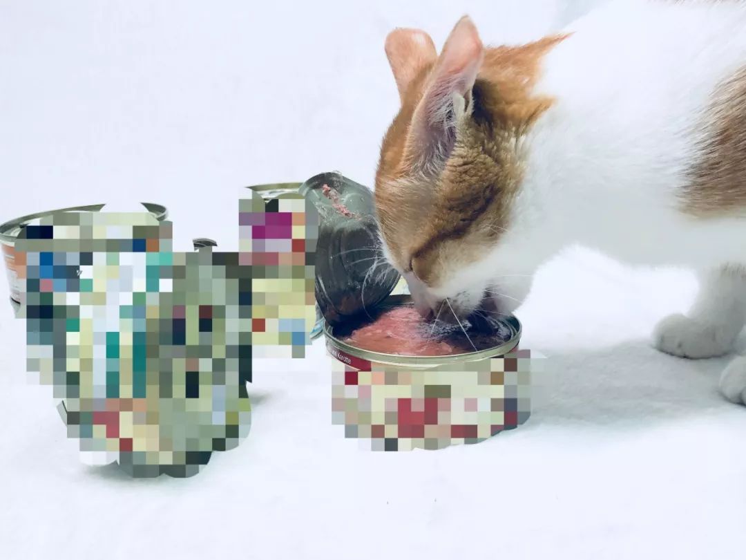 什么原因会导致猫咪便秘,猫咪便便软不成形分析