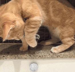 假期不在家猫怎么办,假期不出门的猫