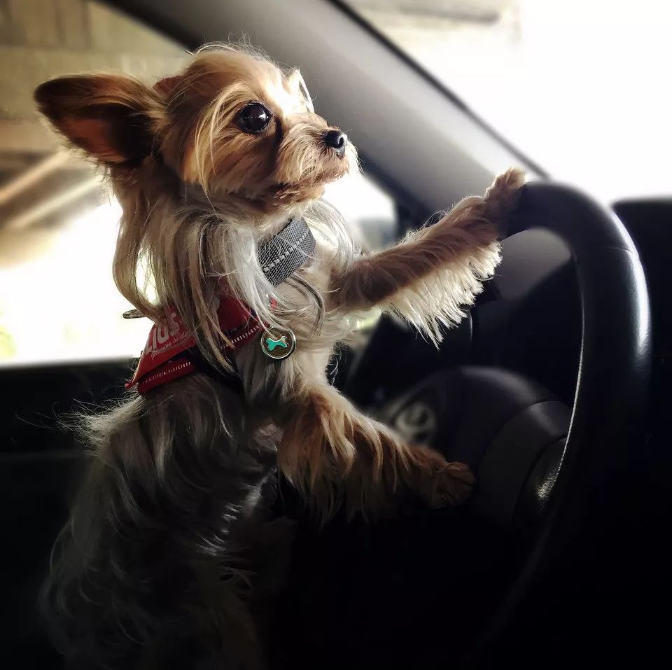 纯种狗怎么来的,怎样培育纯种狗