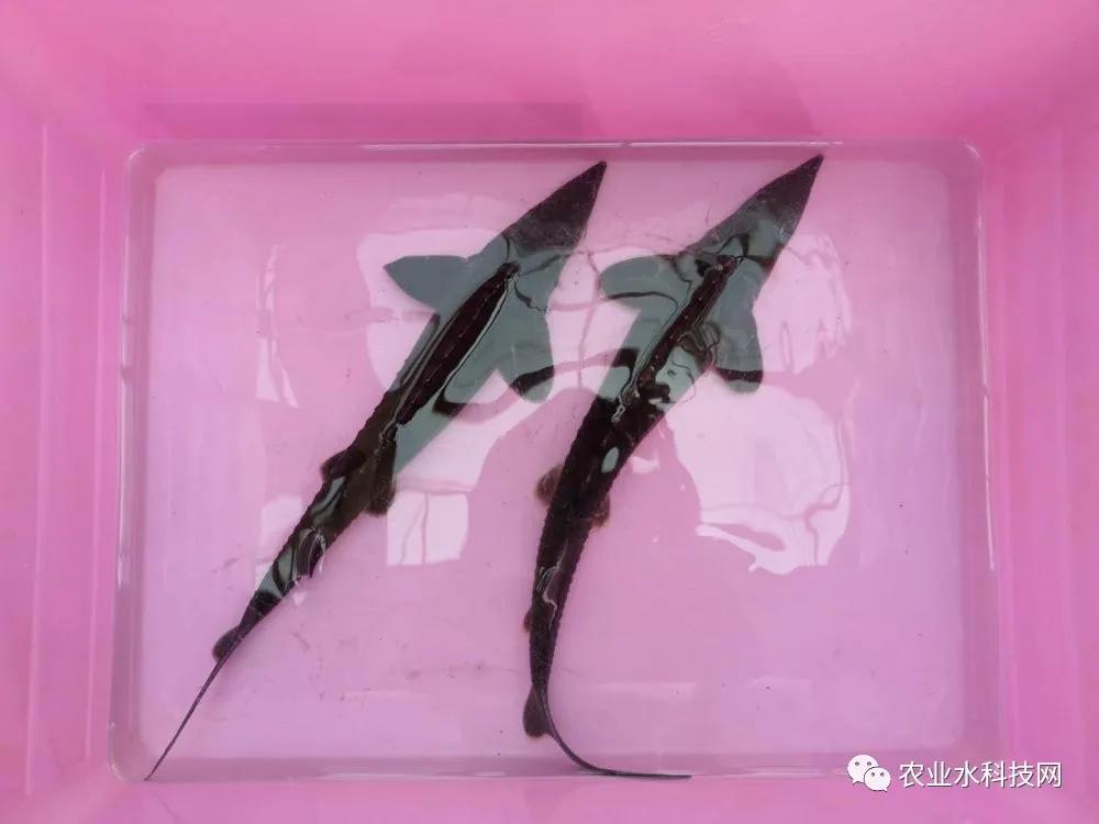 果蔬清洗剂技术,超声波果蔬清洗和臭氧果蔬清洗