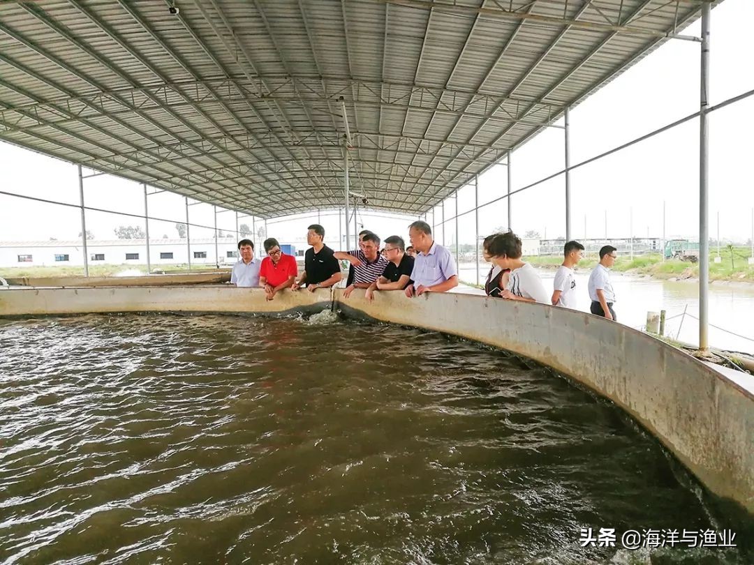 绿色养殖场基地,绿色高密度循环水养殖