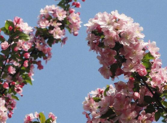 海棠花烂根怎么处理,海棠花烂根怎么修复