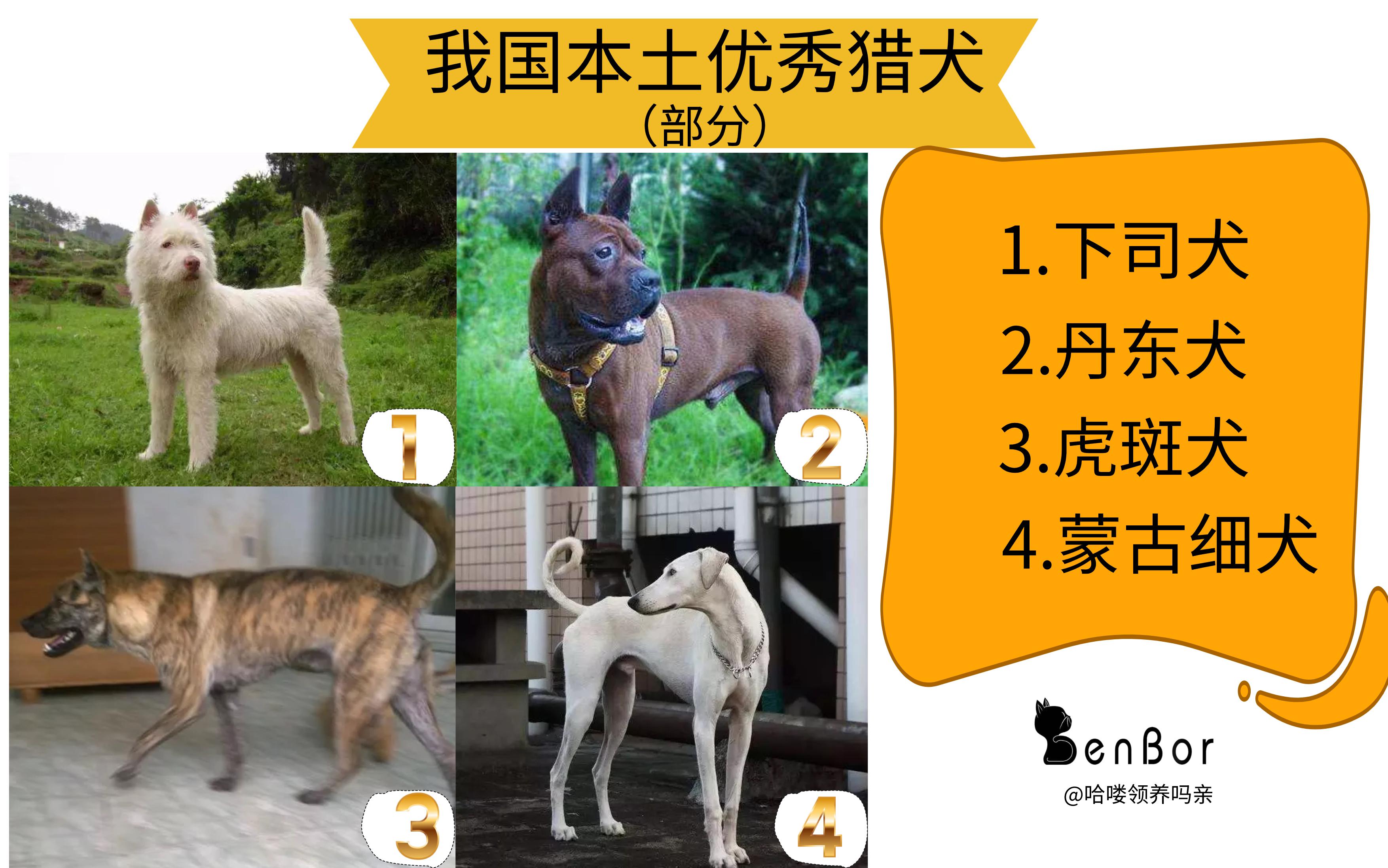 猎犬选什么犬好,狗狗猎犬有哪几种