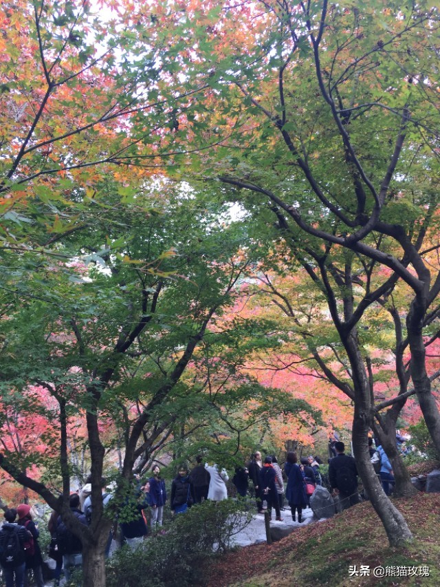 几月去日本看枫叶好,什么时候去日本看枫叶最好