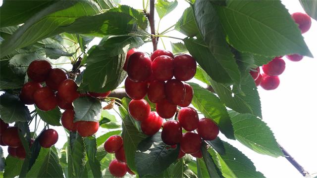 北京四季青西山采摘观光园,尽享采摘时光