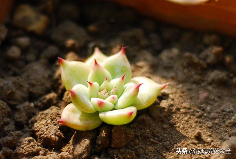 多肉放假了怎么养,5月份的多肉怎么养护