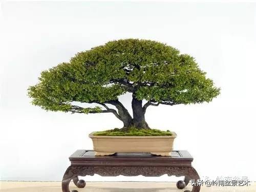 枫港柿和小叶紫檀哪个好,黑骨茶与枫港柿的区别