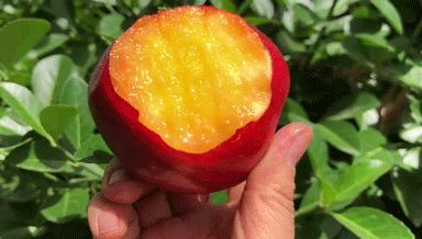 夏天吃什么水果解暑又解馋,炎热夏天吃哪些水果好吃