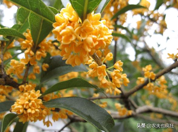 桂花品种中哪一种桂花最香,桂花有几种哪种最好