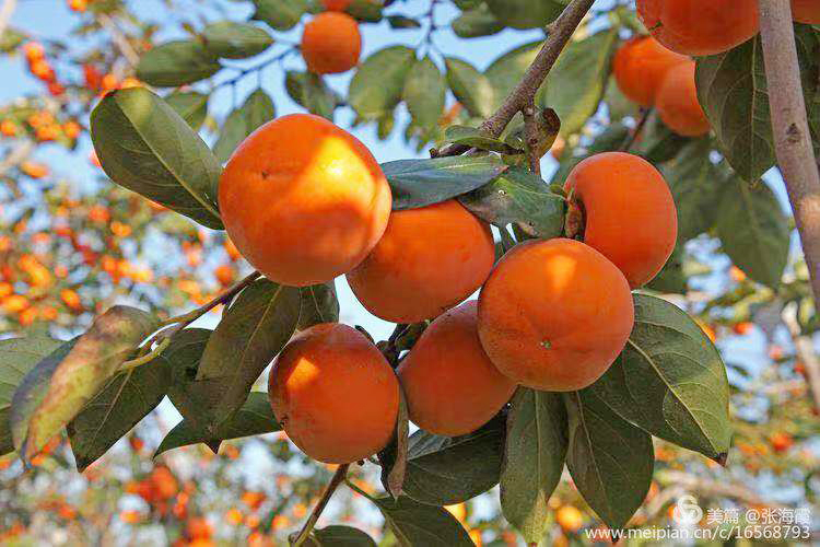 这一宝被称为“果中圣品”这些食用要点，值得一看