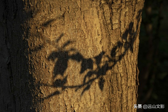 索尼黑卡二怎么拍,索尼黑卡2大光圈拍视频