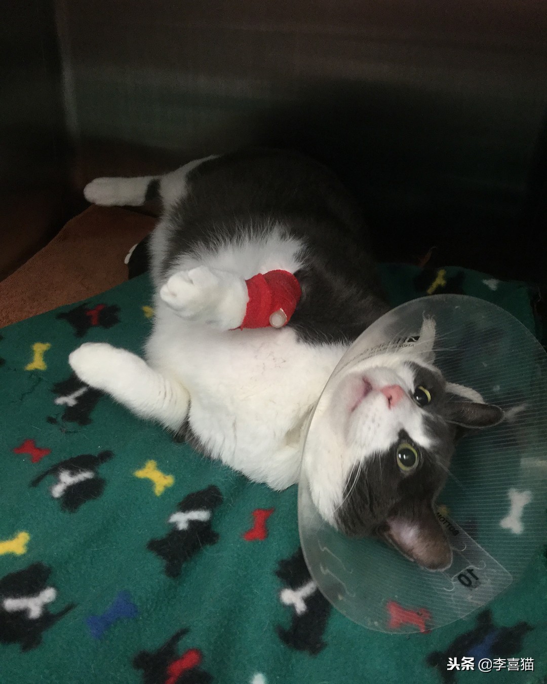 猫咪做完绝育有什么要注意的,猫咪绝育术后消炎药