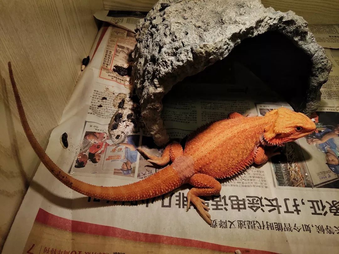 一只鸭子一万五元,一只鸭子一万多