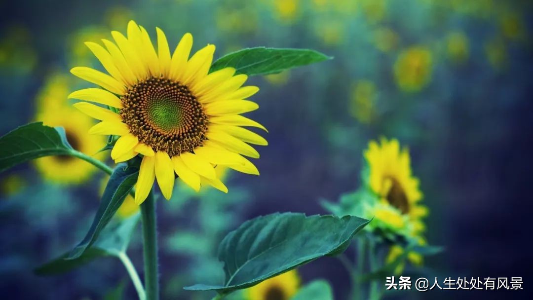 我吃着汉堡，妈妈注视着我（中低年级）「杨柳风学堂习作选登」