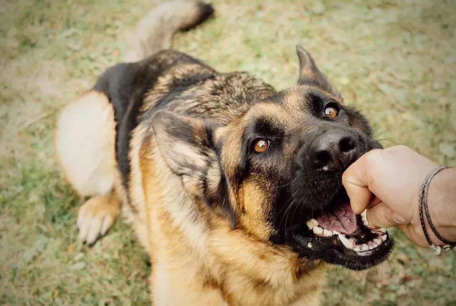 狗狗爱咬人该怎么办,狗狗开口咬人怎么训练不咬人