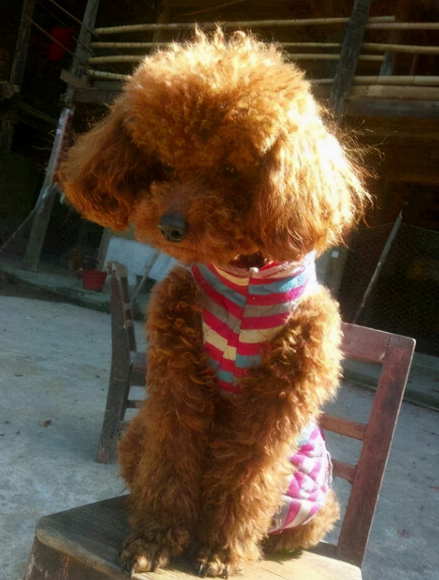 泰迪犬毛褪色怎么办,泰迪狗褪色是怎么回事