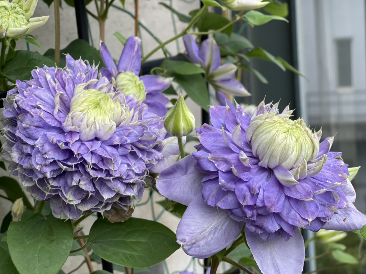 被名字耽误的8种花材,被名字耽误的花