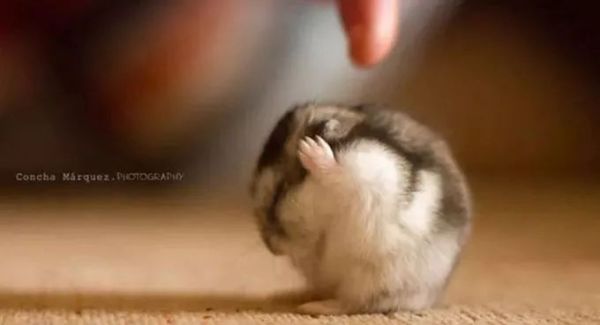 萌萌的动物名字,萌萌哒的植物角名称