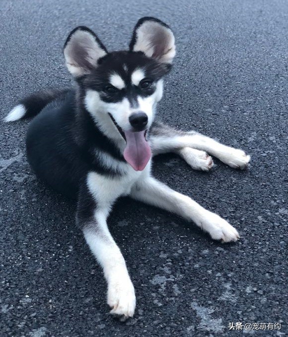 哈士奇不只是拆家他还拆狗,哈士奇不光拆家还会拆车