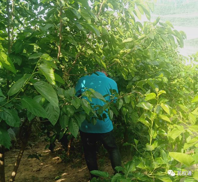 这种白果，民权90/%以上的朋友没吃过，不信？打赌