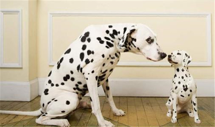 狗妈妈生了喂什么,狗妈妈刚生完孩子可以吃什么