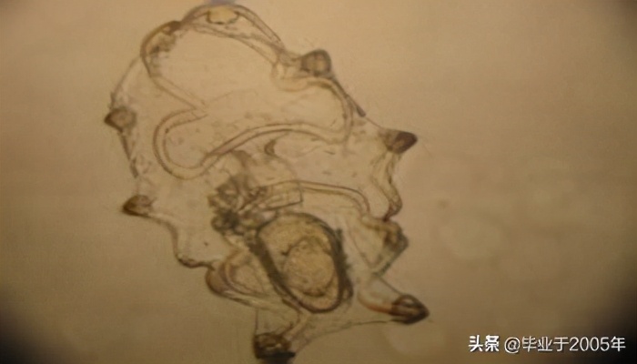 从客观角度说说海参,客观的角度说一说海参